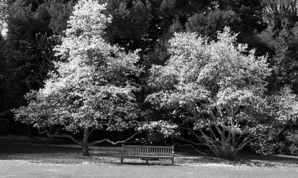 Le Bois des Moutiers (3) avril 2012
